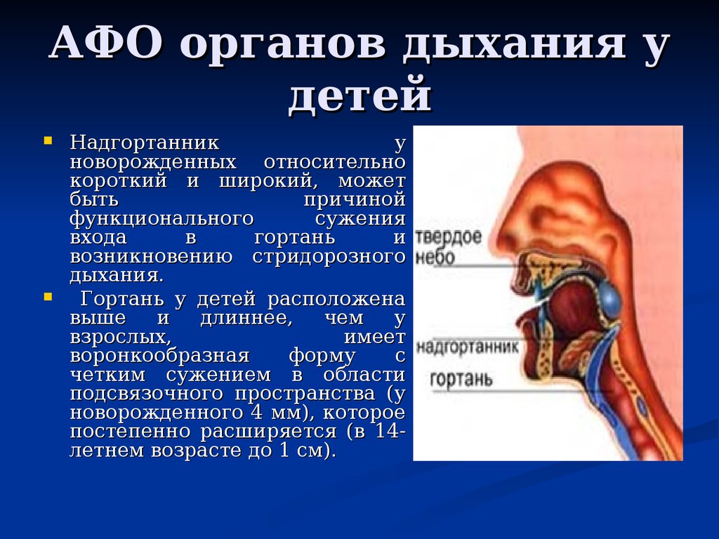 Анатомо физиологические основы. Афо гортани новорожденного:. Афо органов дыхания у детей. Анатомо-физиологические особенности органов. Афо органов дыхания у детей гортань.