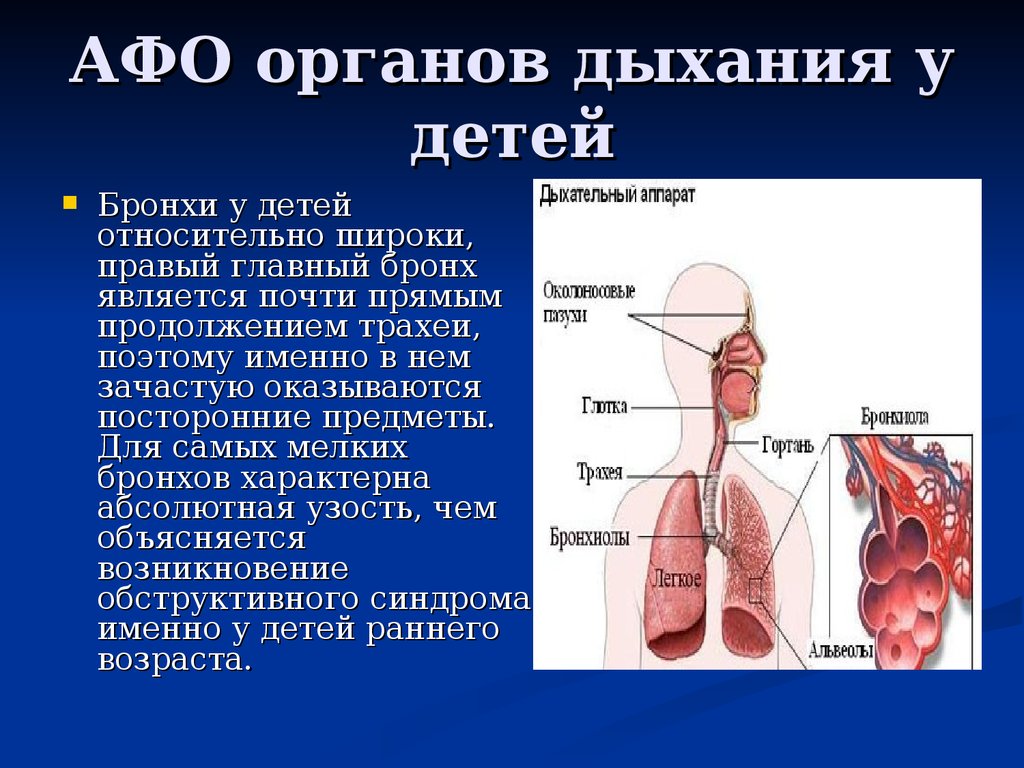Анатомо физиологические основы. Перечислите основные Афо дыхательной системы у детей. Афо дыхательной системы патологии. Афо дыхательной системы у грудничка. Анатомо-функциональные особенности органов дыхания..