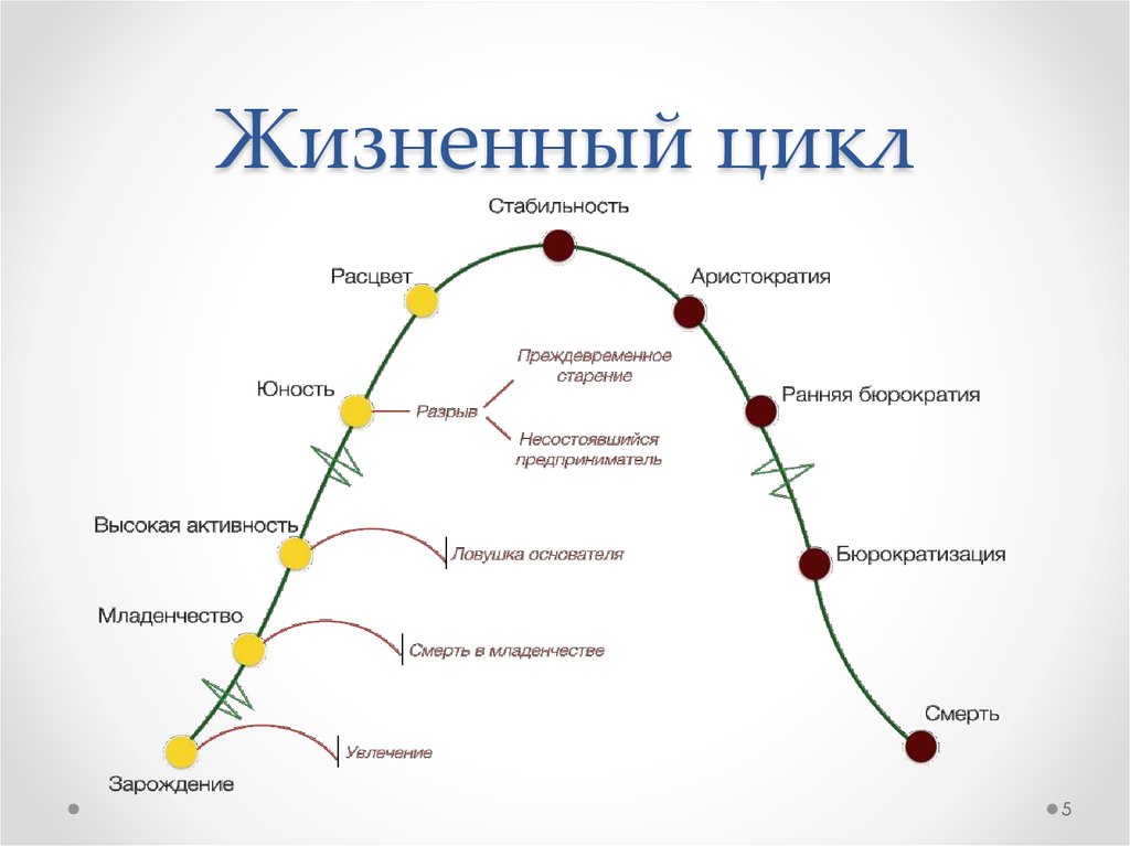 Цикл из 5 этапов. Стадии жизненного цикла компании по Адизесу. Жизненный цикл компании Адизес. Ицхака Адизеса "жизненный цикл организации". Стадии жизненного цикла Адизеса.