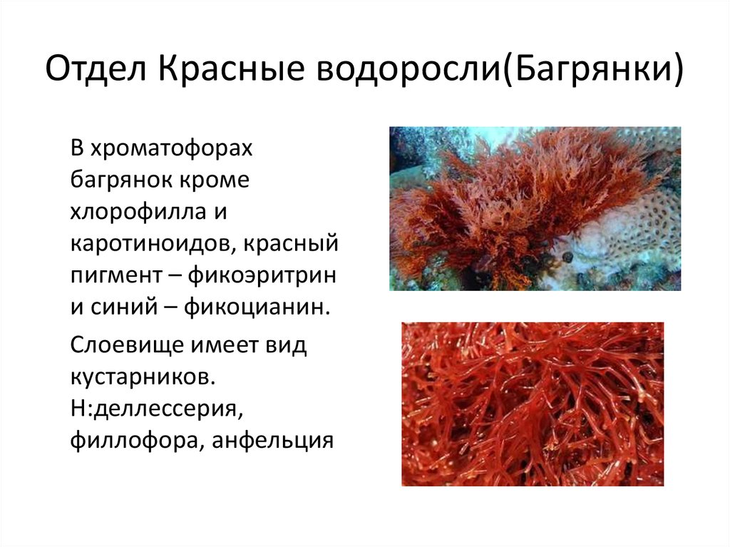 2 название красных водорослей