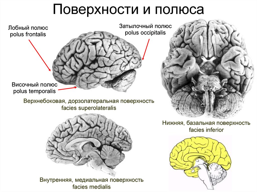 Конечный мозг анатомия презентация