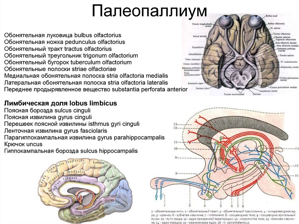 Обонятельный мозг это. Обонятельный тракт и треугольник. Обонятельный мозг анатомия Центральный отдел. Обонятельный нерв анатомия схема. Обонятельный мозг схема.