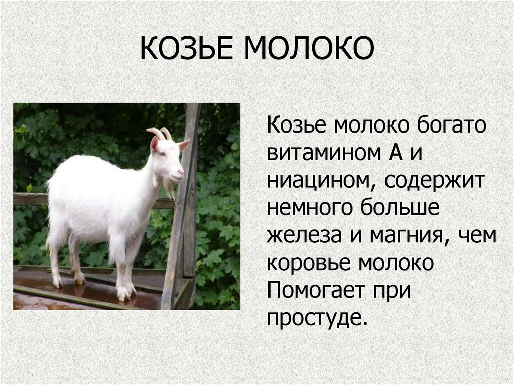 Каких коз молоко без запаха. Коза молоко. Молоко козье козье. Сколько молока дает коза. Сколько коза дает молоко.