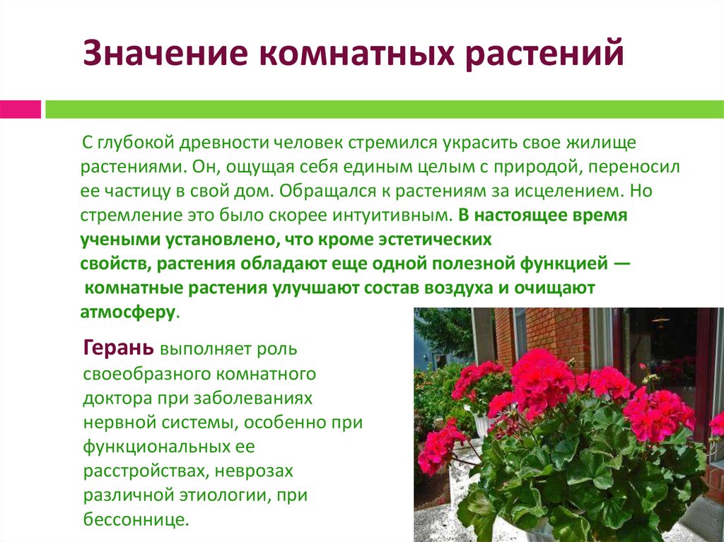 Цветок функции кратко. Роль комнатных растений. Комнатные растения в жизни человека. Значение комнатных растений. Функции комнатных растений.