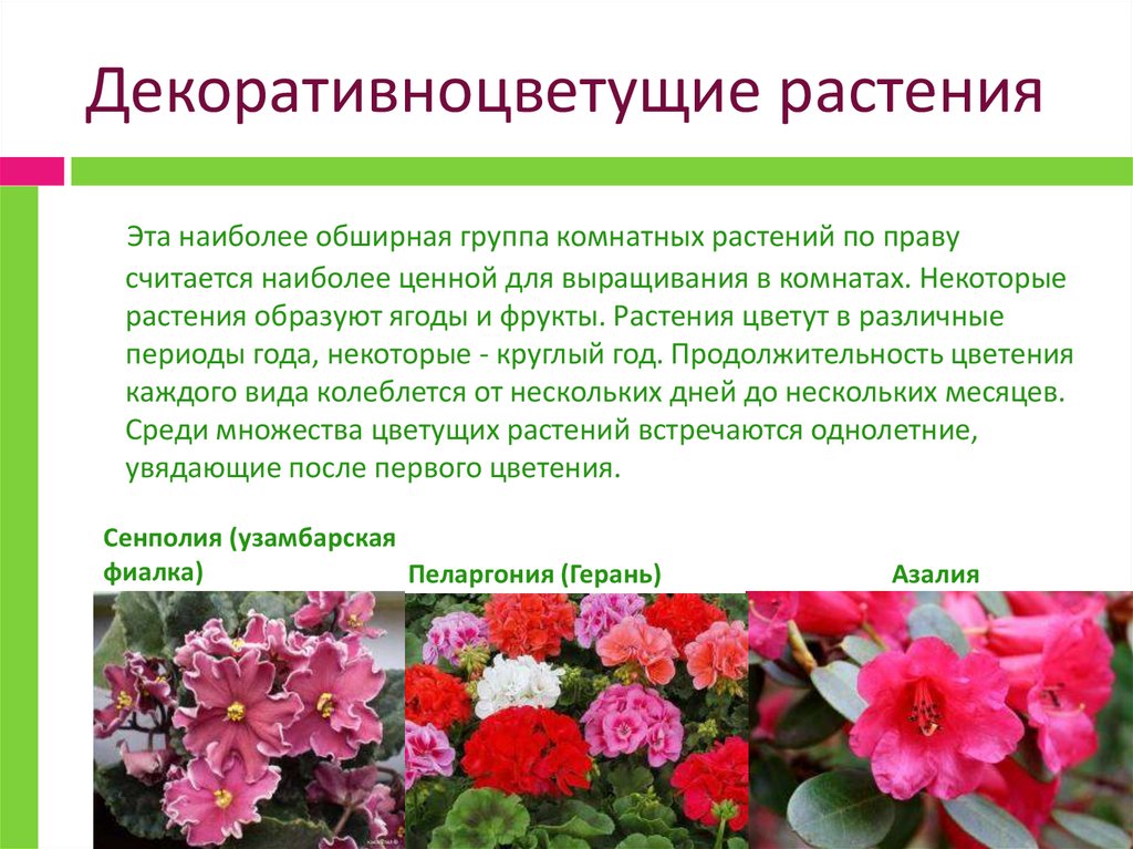 Группы комнатных растений. Виды и группы комнатных растений. Основные группы комнатных растений. Какие есть Декоративноцветущие растения.