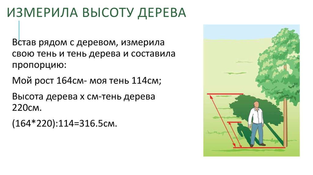 Высота дерева 10 м. Измерение высоты растений. Как замерить высоту дерева телефоном. Как мерить высоту саженца дерева.