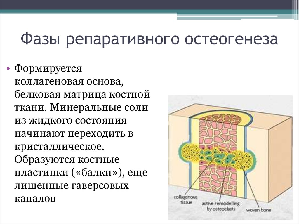 Минеральные ткани