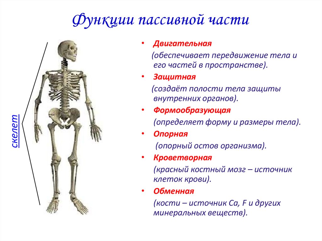 Функции опорно двигательной системы