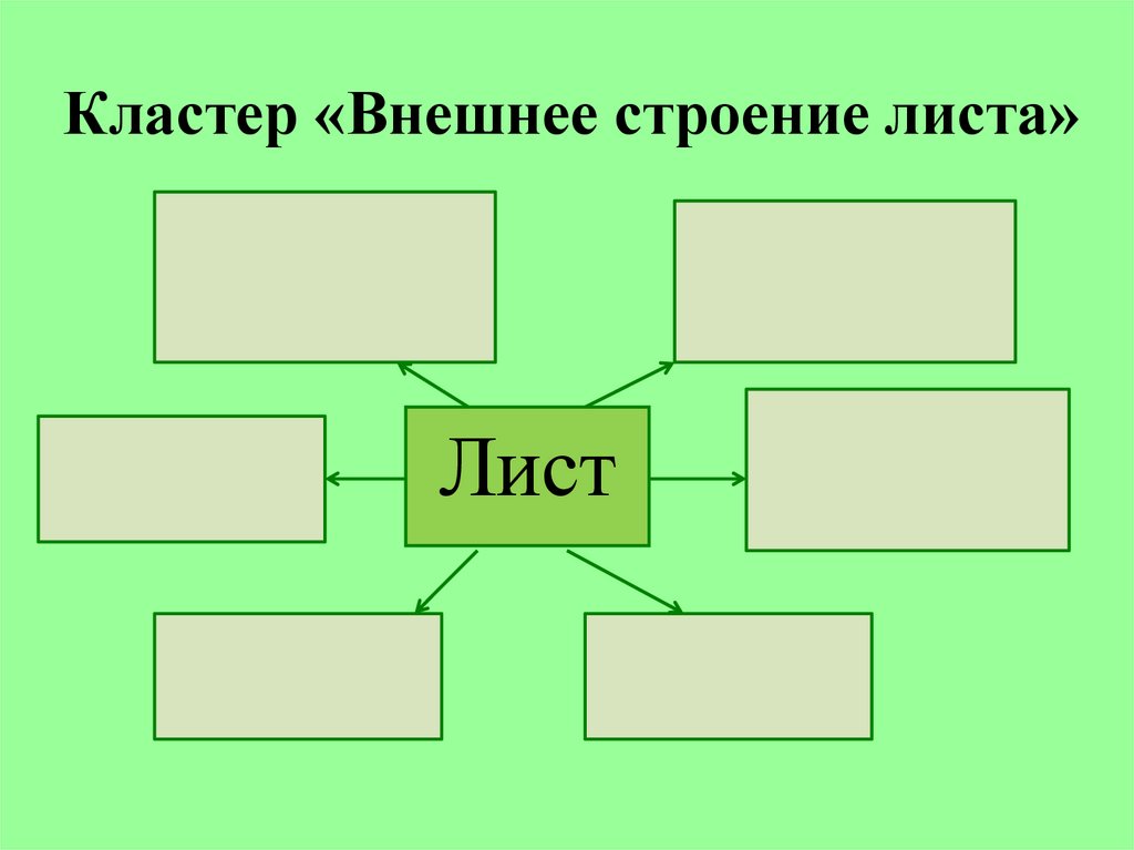 Кластер 6. Кластер внешнее строение листа. Кластер на тему лист. Кластер на уроках биологии. Кластер по биологии 6 класс.