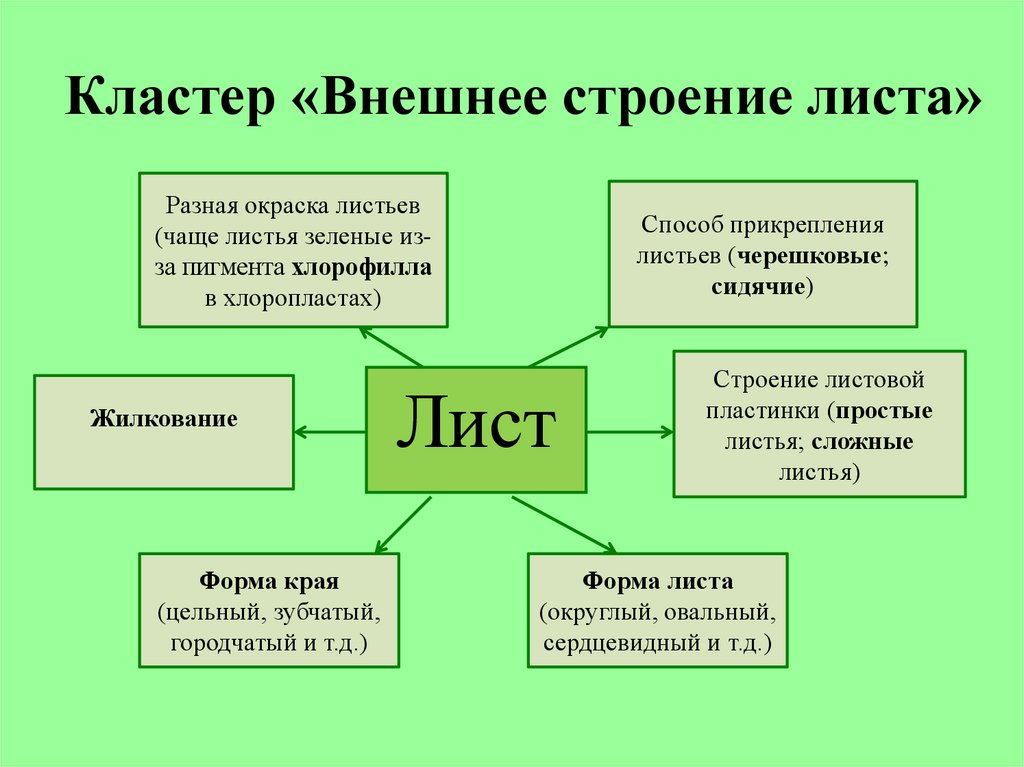 Что означает лист. Кластер внешнее строение листа. Кластер по биологии 6 класс. Кластер на уроках биологии. Кластер по теме лист.