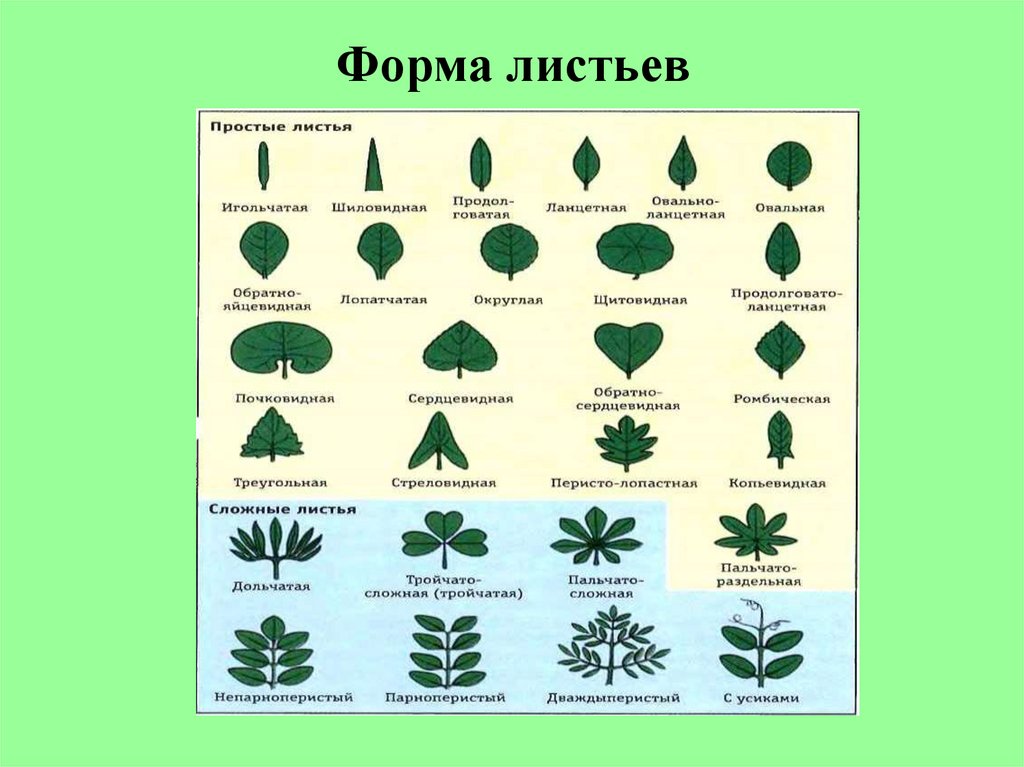 Название растения листья простые. Трава форма листовой пластинки. Акация строение форма листовой пластинки. Форма листовой пластинки классификация. Типы листовых пластинок.