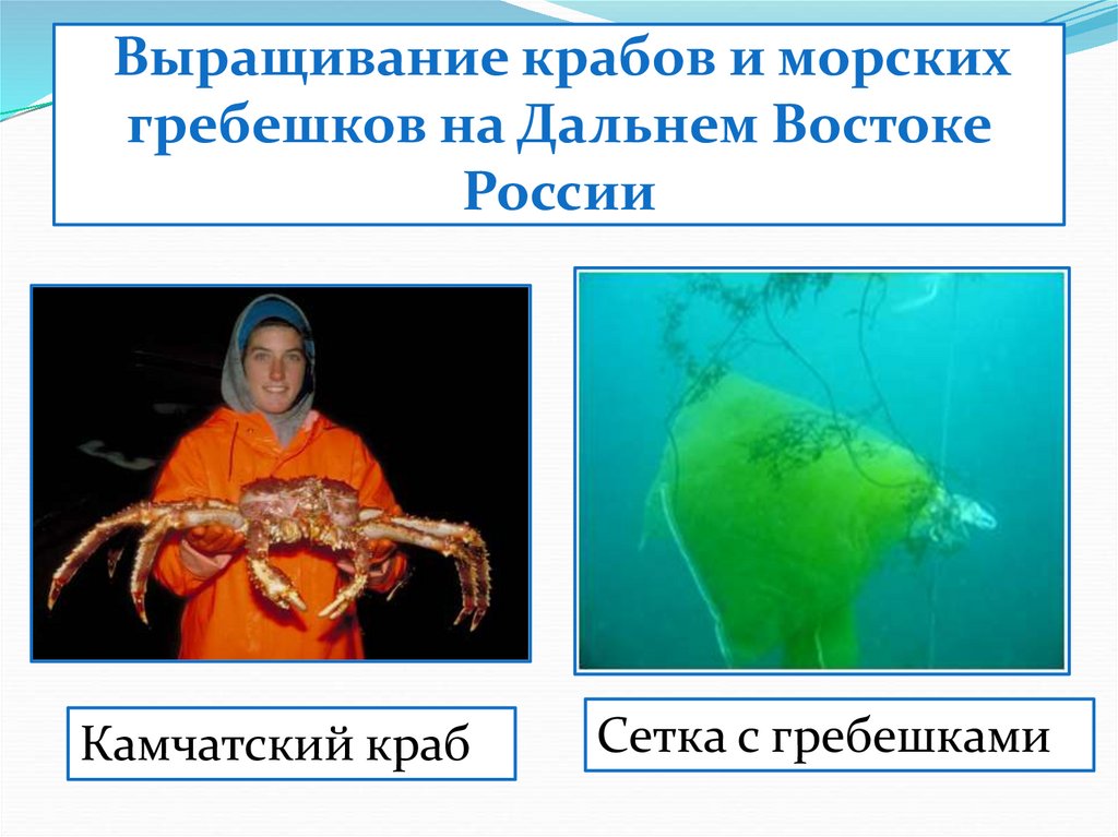 Выращивание крабов и морских гребешков на Дальнем Востоке России