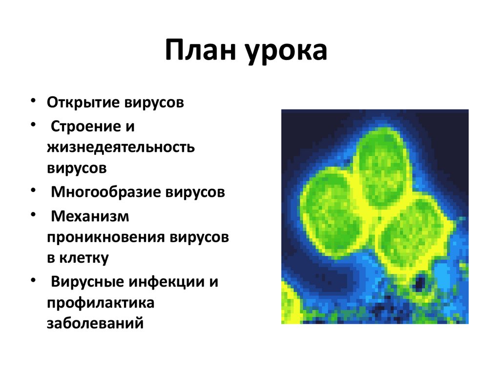 Вирусы строение и жизнедеятельность. Укажите особенности строения и жизнедеятельности вирусов. Открытие вирусов. Механизм проникновения вируса в клетку.