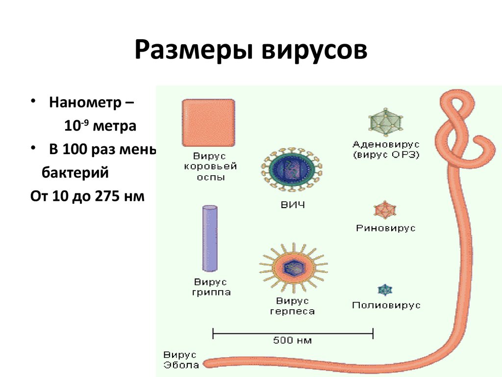 Сравнение бактерий и вирусов. Какой размер имеют вирусы. Каково строение микроорганизмов вирусов. Размер вируса и размер бактерии. Размер вируса и бактерии сравнение в масштабе.