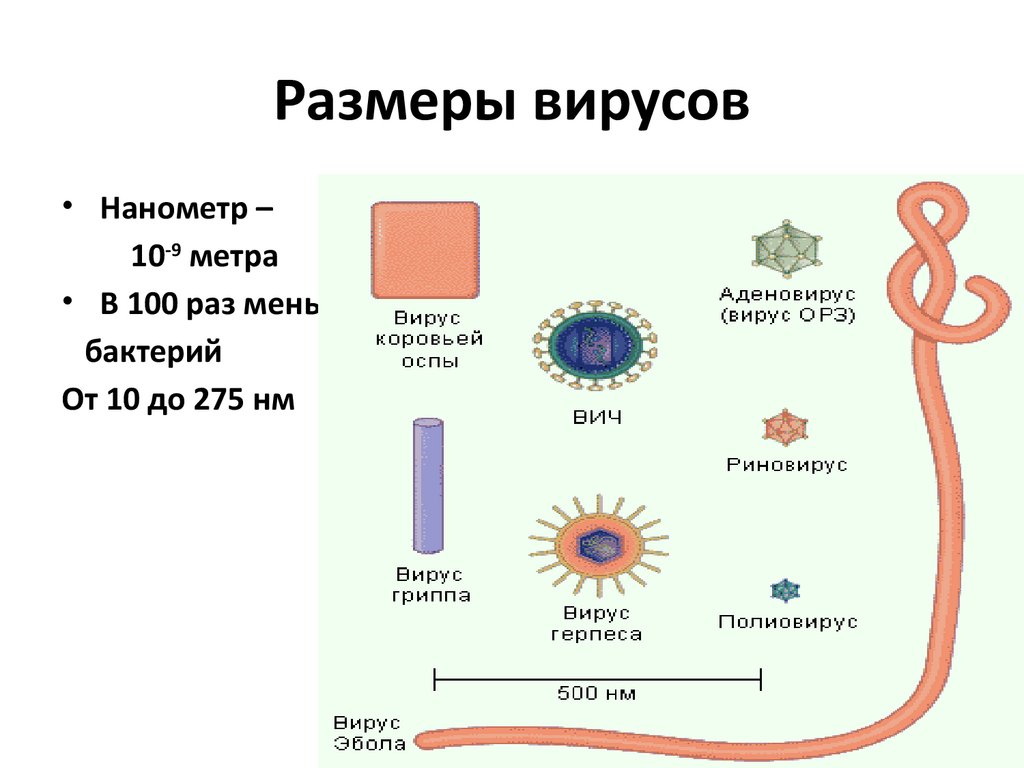 Чем отличается бактерия от вируса простыми словами