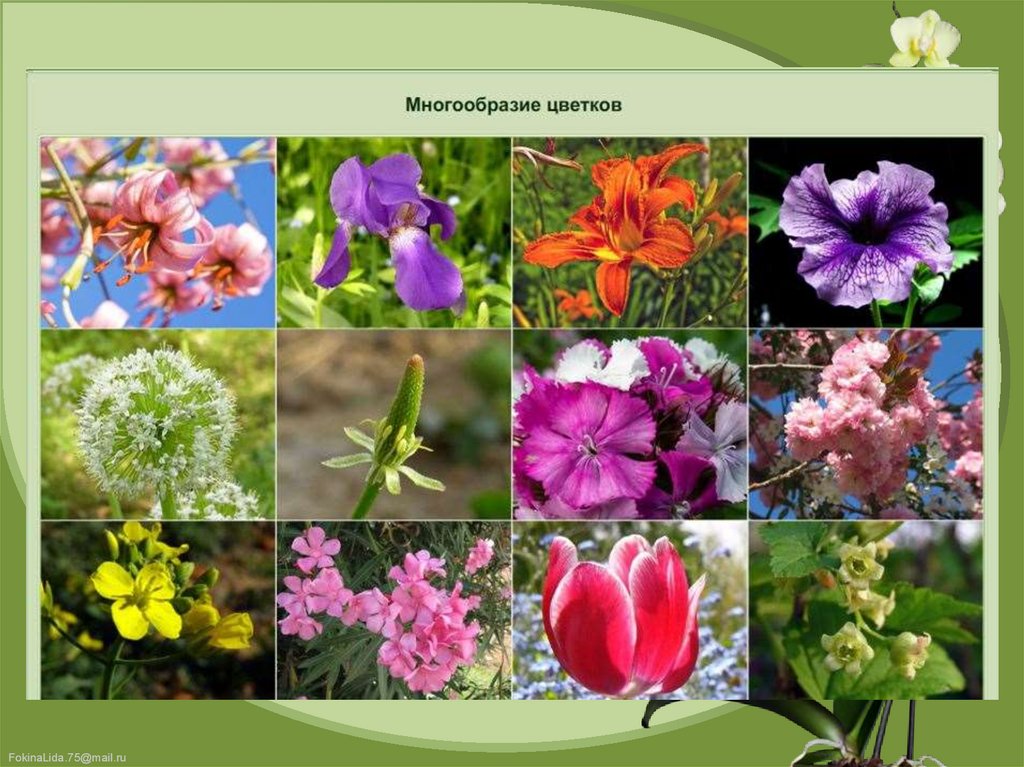 Многообразие цветковых. Цветковые растения. Разнообразие цветущих растений. Многообразие цветов в природе. Многообразие цветковых растений.