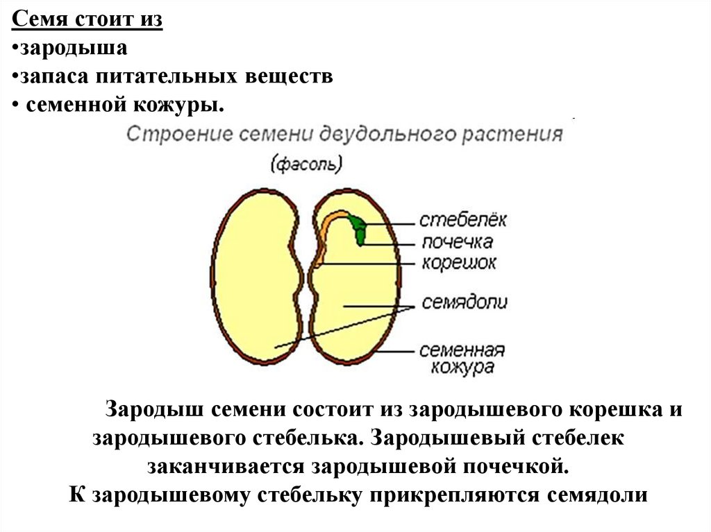 Строение семени подсолнечника рисунок с подписями