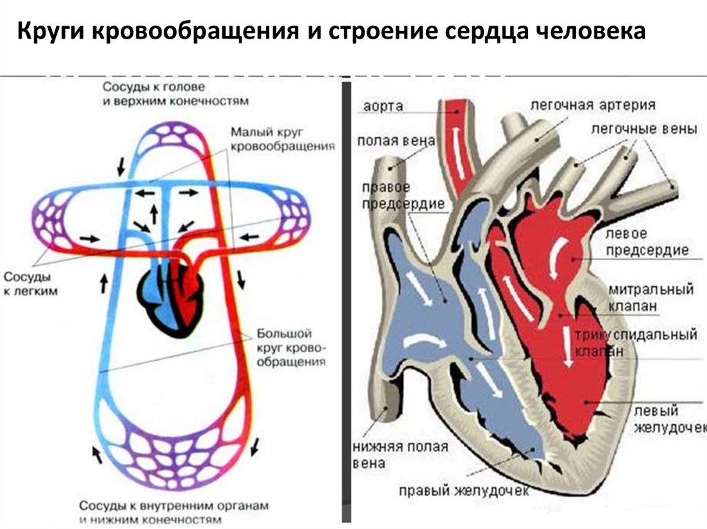 Круги кровообращения гемодинамика. Схема строения малого круга кровообращения. Сердце человека малый круг кровообращения. Схема малого круга кровообращения схема. Сосуды сердца малый круг кровообращения.