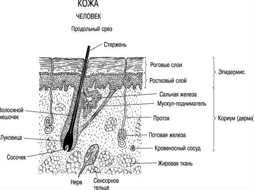 Срез стержня