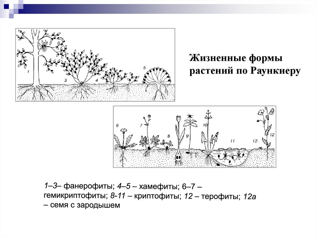 Рассмотрите рисунок 70 жизненные формы растений распределите