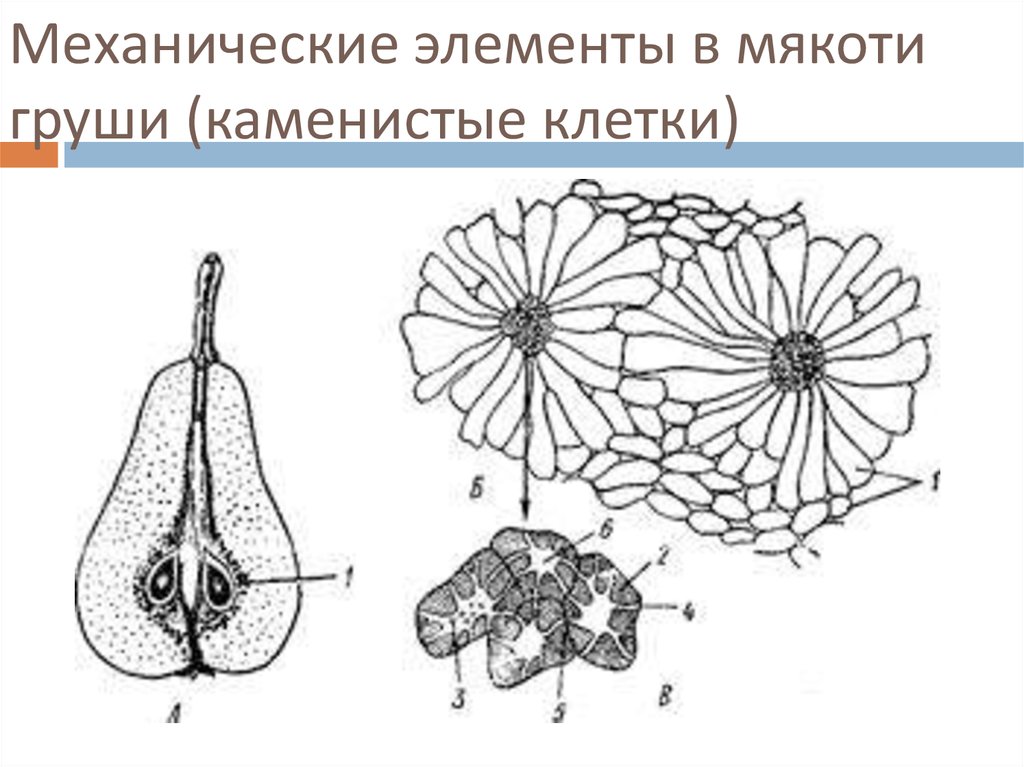 Ткань плода