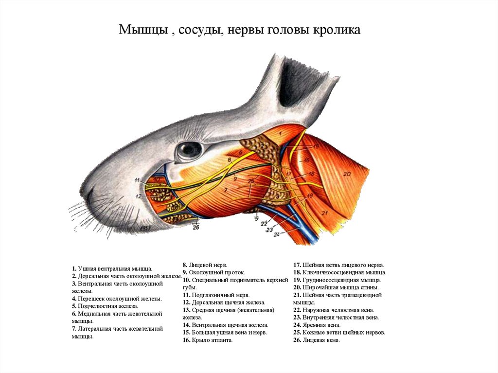 Область шеи животных. Мышцы головы КРС анатомия. Жевательные мышцы головы животного. Анатомия КРС нервы мышцы. Мышцы сосуды и нервы головы КРС.