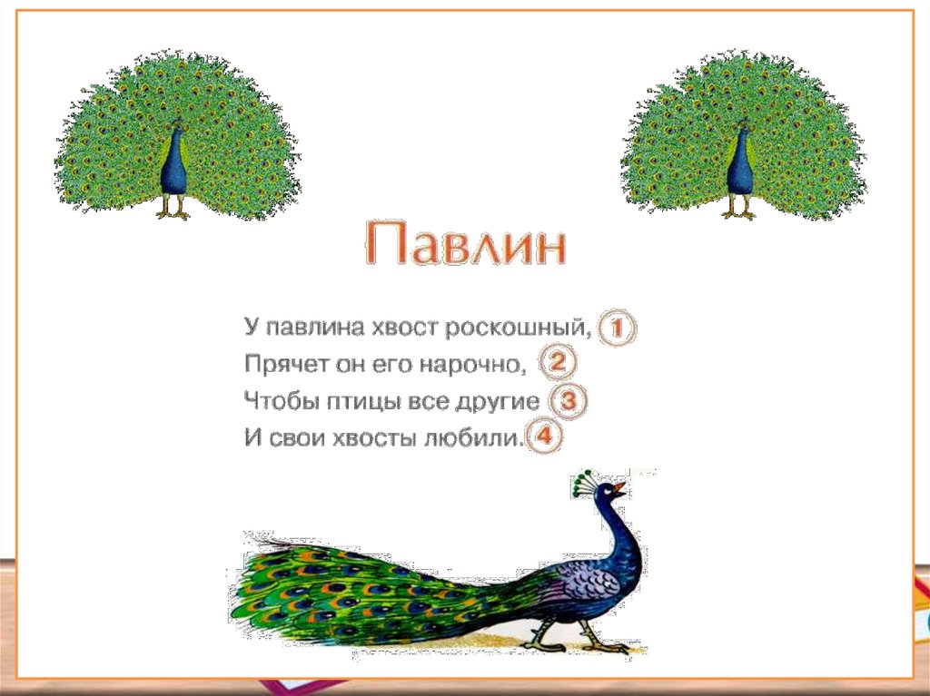 Павлин перевод на английский. Стих о Павлине для детей. Загадка о Павлине.