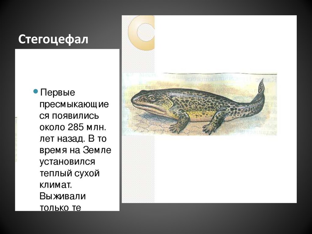 На рисунке представлено древнее животное стегоцефал обитавшее около 370 400 млн лет назад