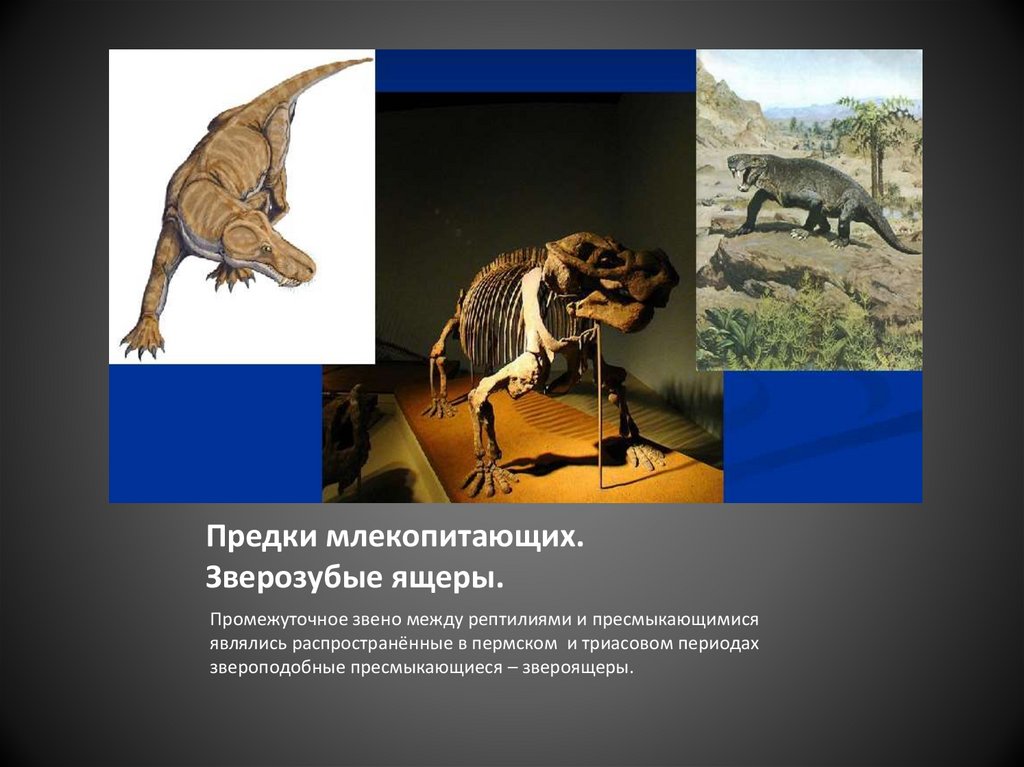 Зверозубый ящер переходная. Зверозубые ящеры предки. Пермский период зверозубые рептилии. Предки млекопитающих. Предок млекопитающих зверозубые.