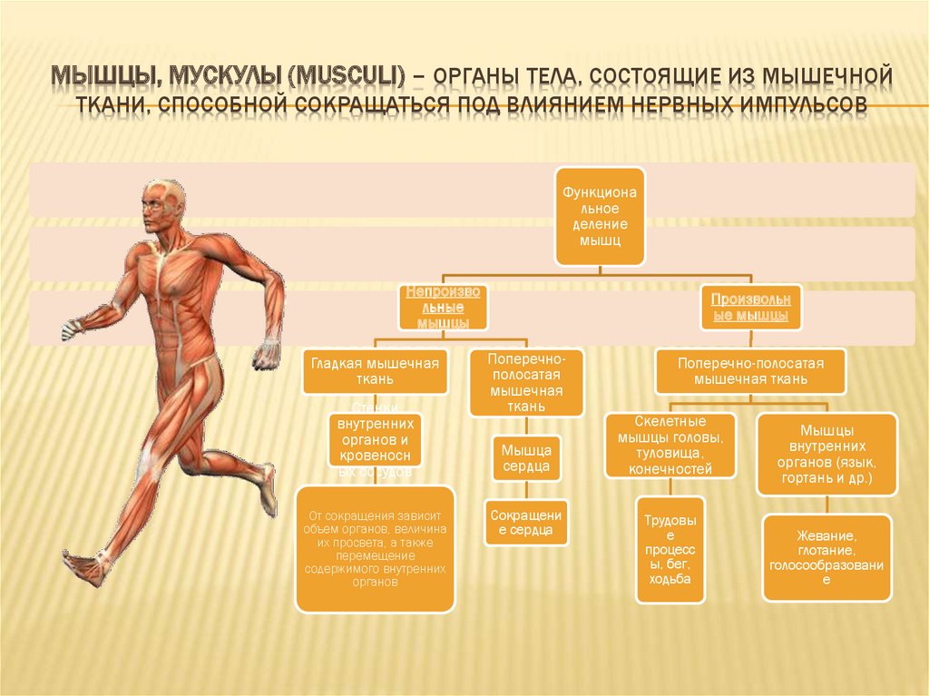 Мышечная система какие органы входят. Мышцы человека. Функции мышечной системы человека. Органы и мышцы человека. Мышечная система человека кратко.