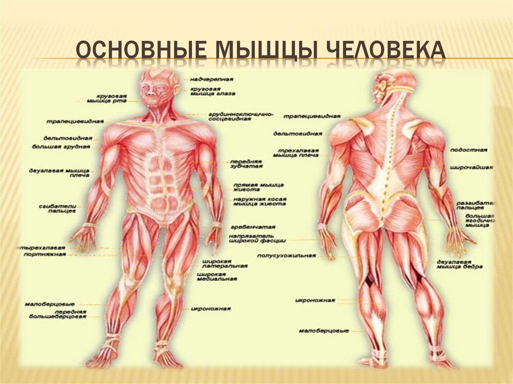 Какое количество мышц у человека. Мышечная система схема строения. Мышечный скелет человека анатомия. Строение человека мышцы анатомия. Мышечный скелет человека с названиями мышц.