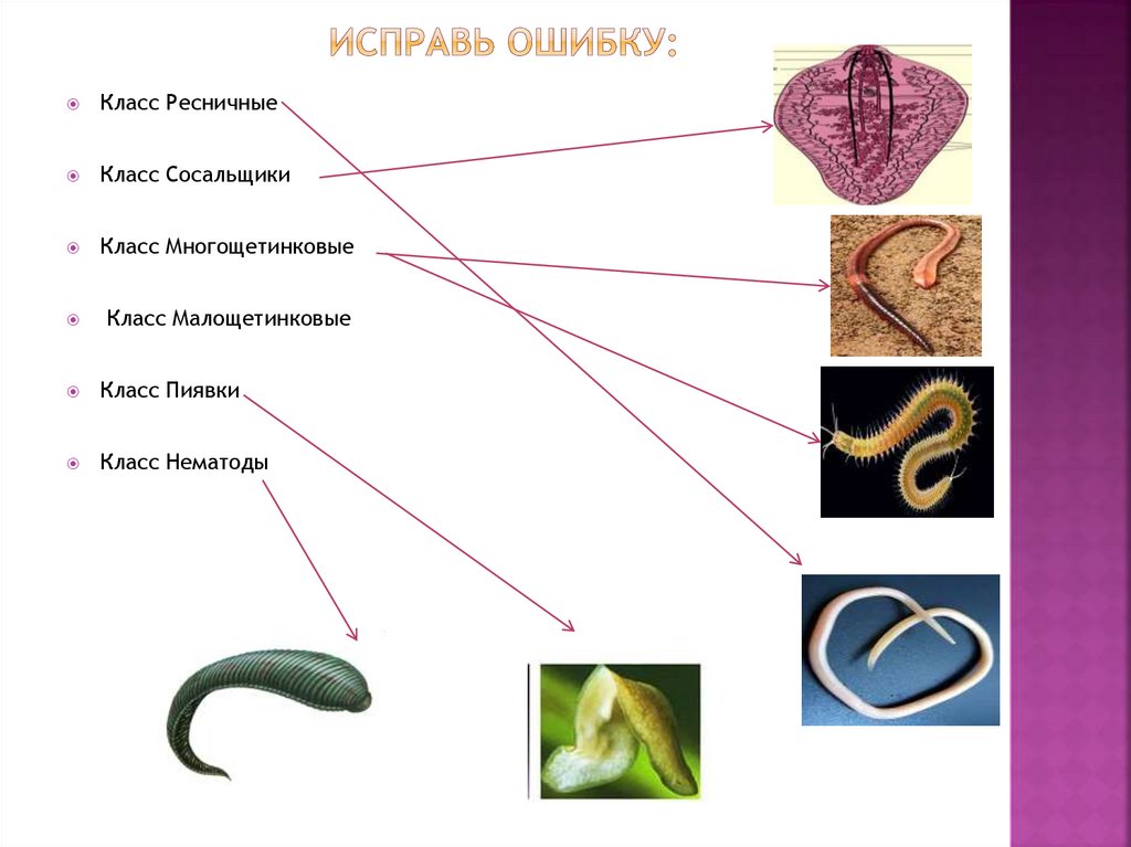 Примеры группы червей. Многощетинковые черви Малощетинковые черви пиявки таблица. Таблица червей многощетинковые Малощетинковые пиявки. Типы червей схема. Классы червей и их представители.