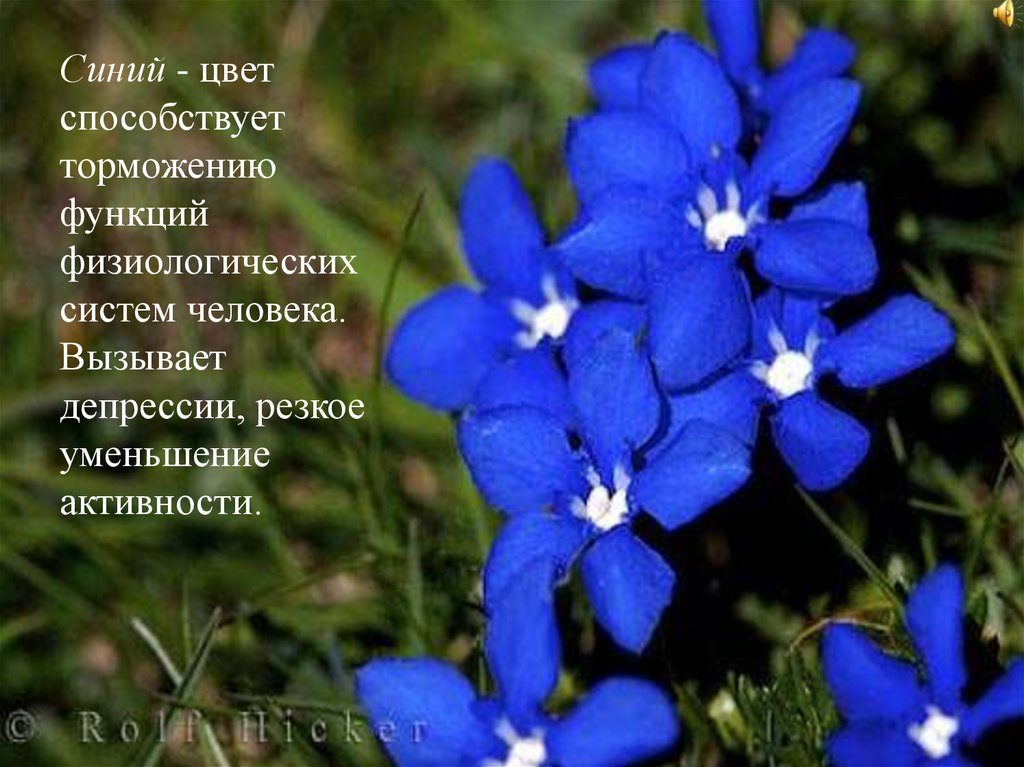 Полуботинки Цвет Синий Артикул 231020т 2