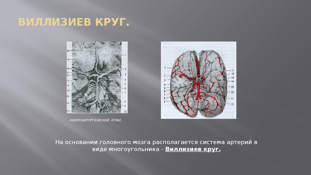 Виллизий круг. Разомкнутый Виллизиев круг головного мозга что это такое последствия. Виллизиев круг неврология. Сосуды головного мозга презентация. Виллизиев круг презентация.