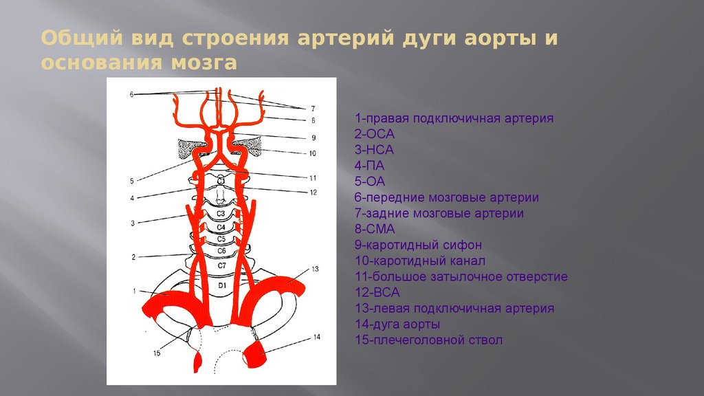 Схема брахиоцефальных сосудов