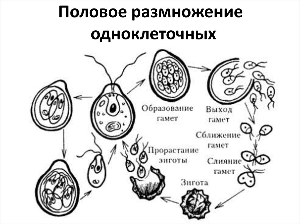 Рассмотрите рисунок жизненного цикла хламидомонады и укажите названия стадий обозначенных 1 и 2