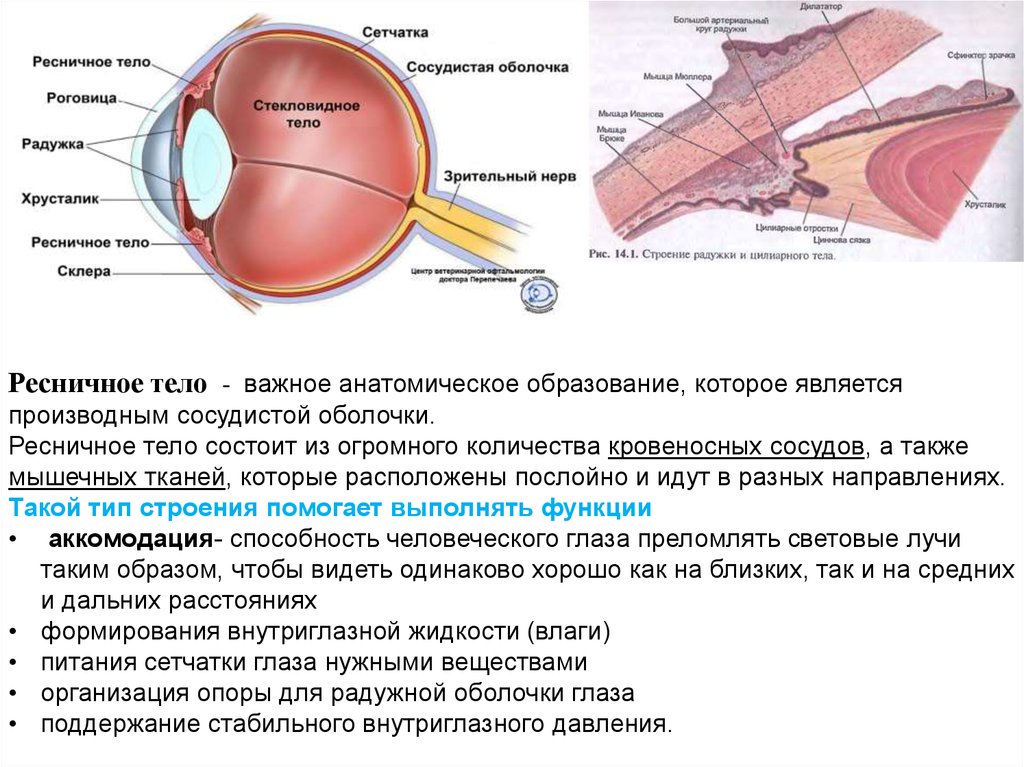 Фиброзная оболочка строение и функции. Сосудистая оболочка строение. Сосудистая оболочка глазного яблока. Пигментный слой сосудистой оболочки глаза. Сосудистая оболочка глаза функции.