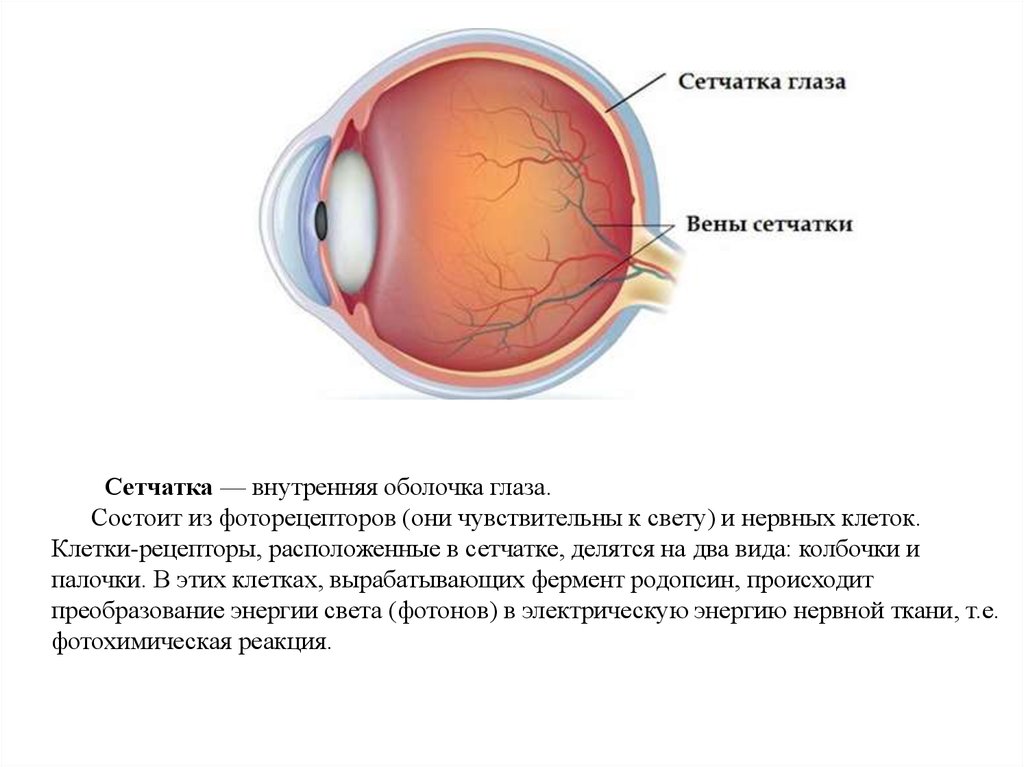 На сетчатке глаза формируется. Строение сетчатки оболочки глаза. Внутренняя оболочка глаза анатомия. Функции внутренней оболочки глаза. Сетчатая оболочка глазного яблока.