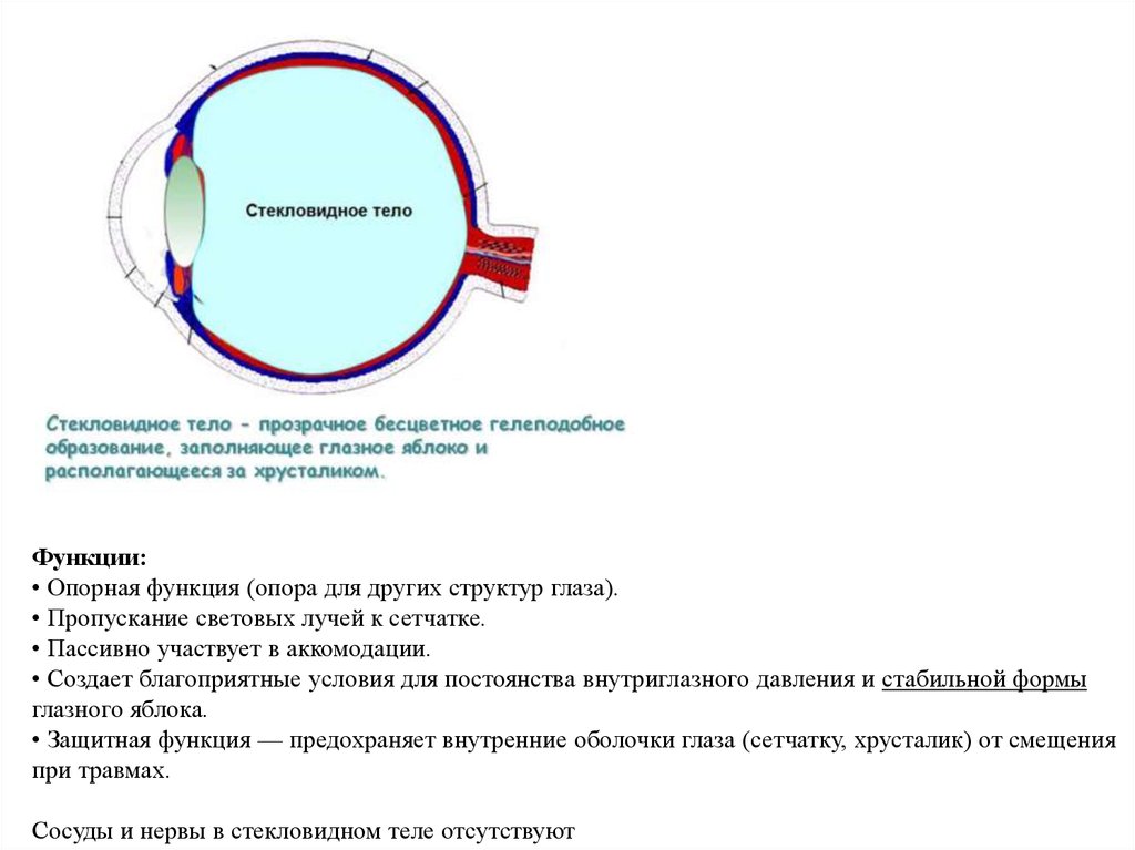 Стекловидное тело глаза фото