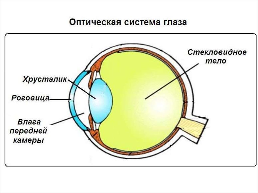 Роговица зрительная зона коры мозга стекловидное тело. Составляющие оптической системы глаза. Оптическая система глаза (светопроводящий и фокусирующий аппарат).. Перечислите структуры составляющие оптическую систему глаза. Строение глаза анатомия оптическая система.