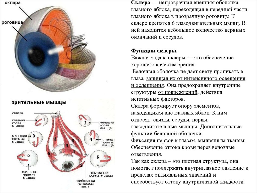 Какой части глазного яблока образуется изображение предмета. Наружная оболочка глаза склера. Склера строение анатомия. Строение белочной склеры. Строение глаза склера роговица.