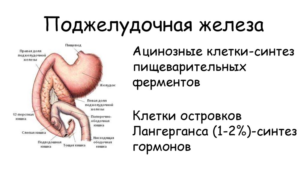 Желудка поджелудочной железы