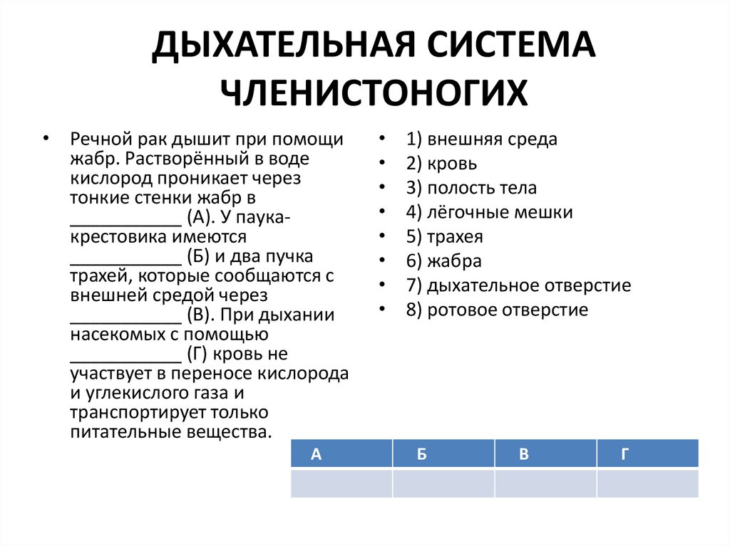 Органы дыхания членистоноги