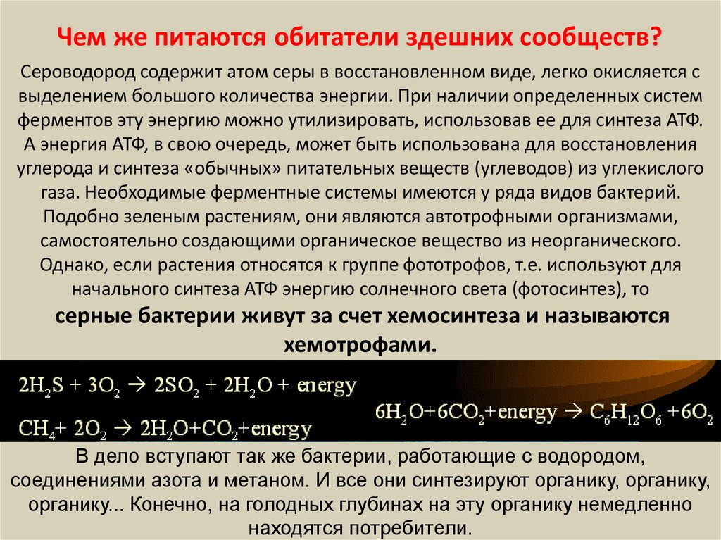 2 сложных вещества содержащих атомы серы. Презентация на тему хемосинтез. Хемосинтезирующие бактерии к какой группе относятся. Хемосинтез бактерий сероводород. Сульфатные бактерии хемосинтез.