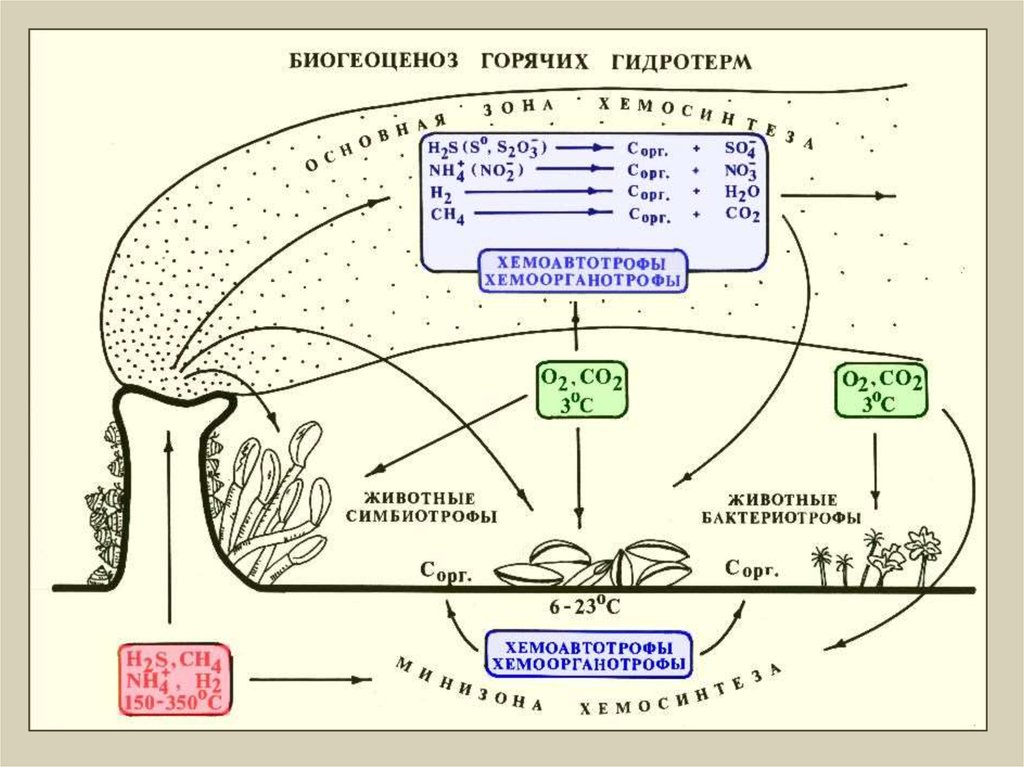 Возникновение фотосинтеза у прокариот. Хемосинтез схема процесса. Фотосинтез и хемосинтез 10 класс. Хемосинтез бактерий схема. Хемосинтез рисунок схема процесса.