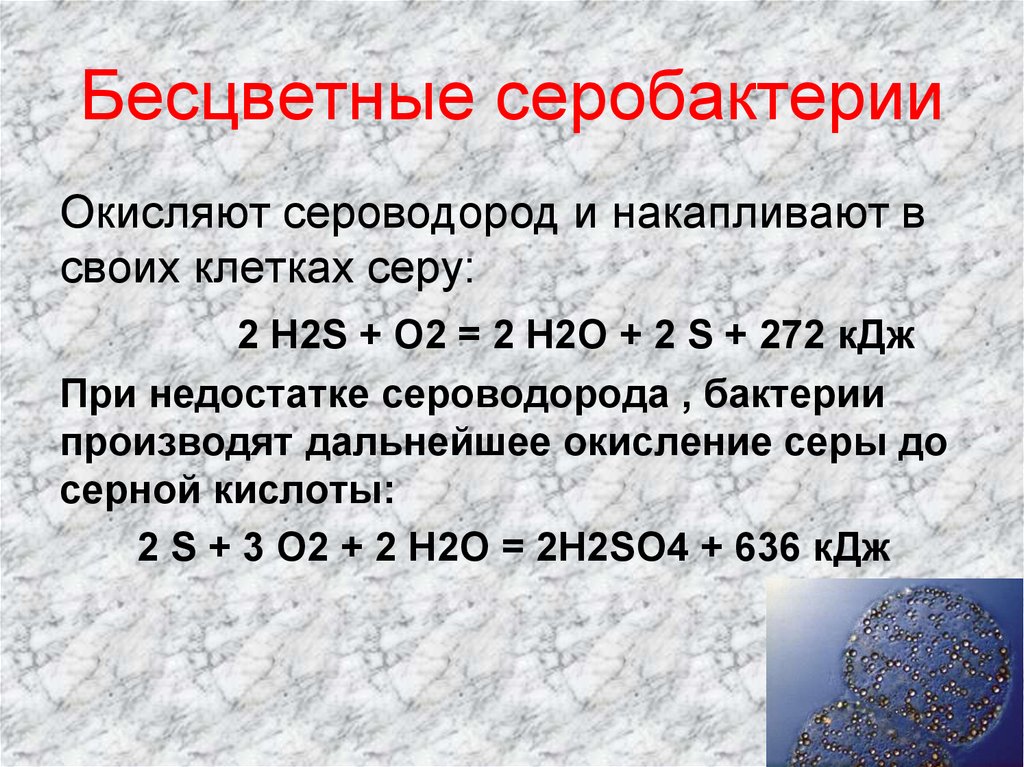 Серобактерии окисляют сероводород. Бесцветные серобактерии. Серобактерии хемосинтез. Серобактерии Тип питания.