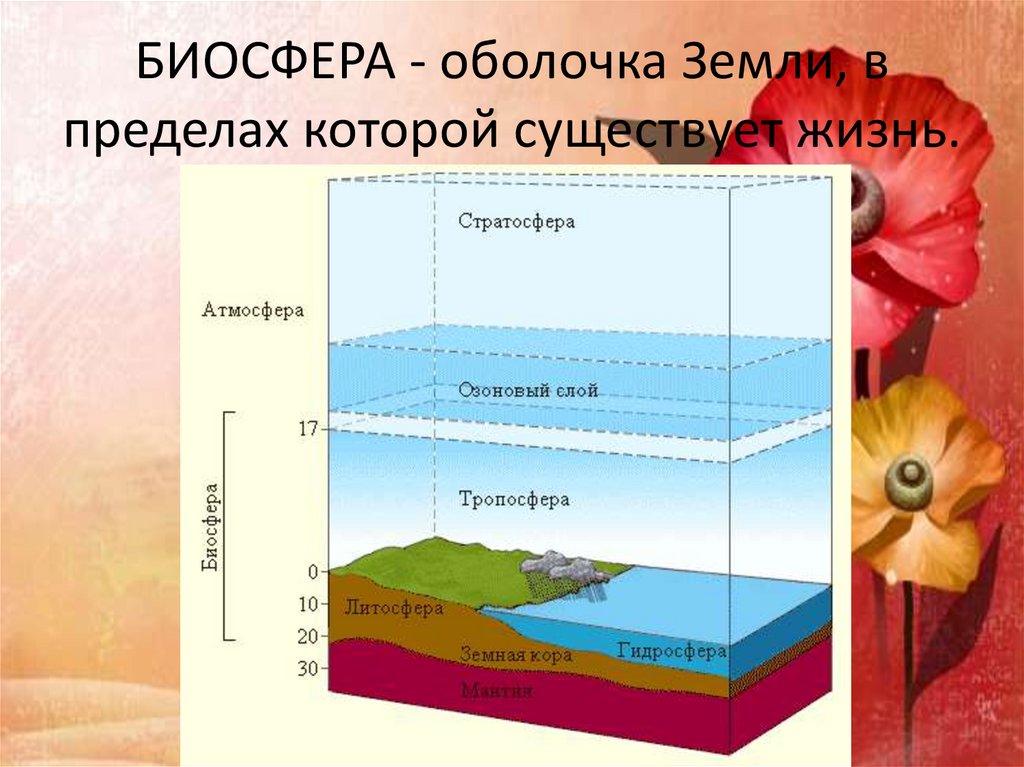 Рисунок биосферы 6 класс