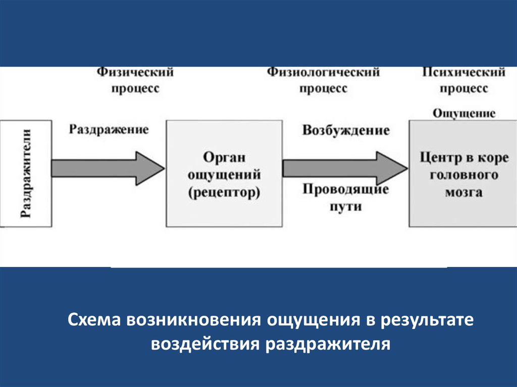 Sense на схеме что это