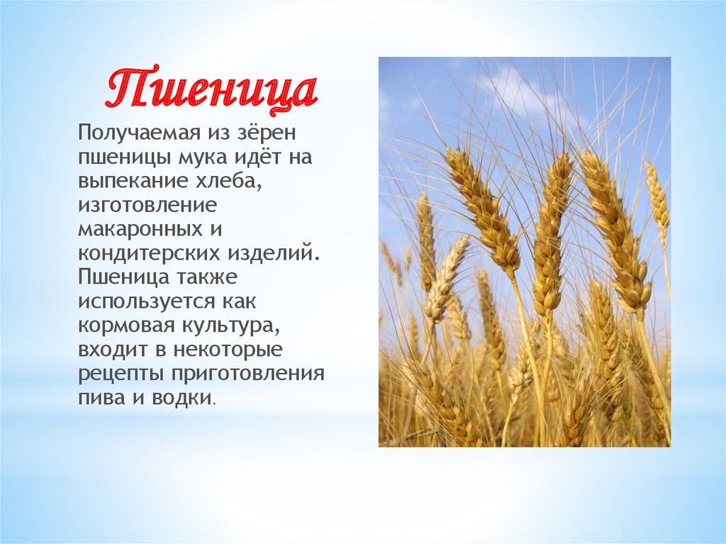 Работа пшеничное. Сообщение о пшенице. Описание пшеницы. Культурные растения пшеница. Краткое сообщение о пшенице.