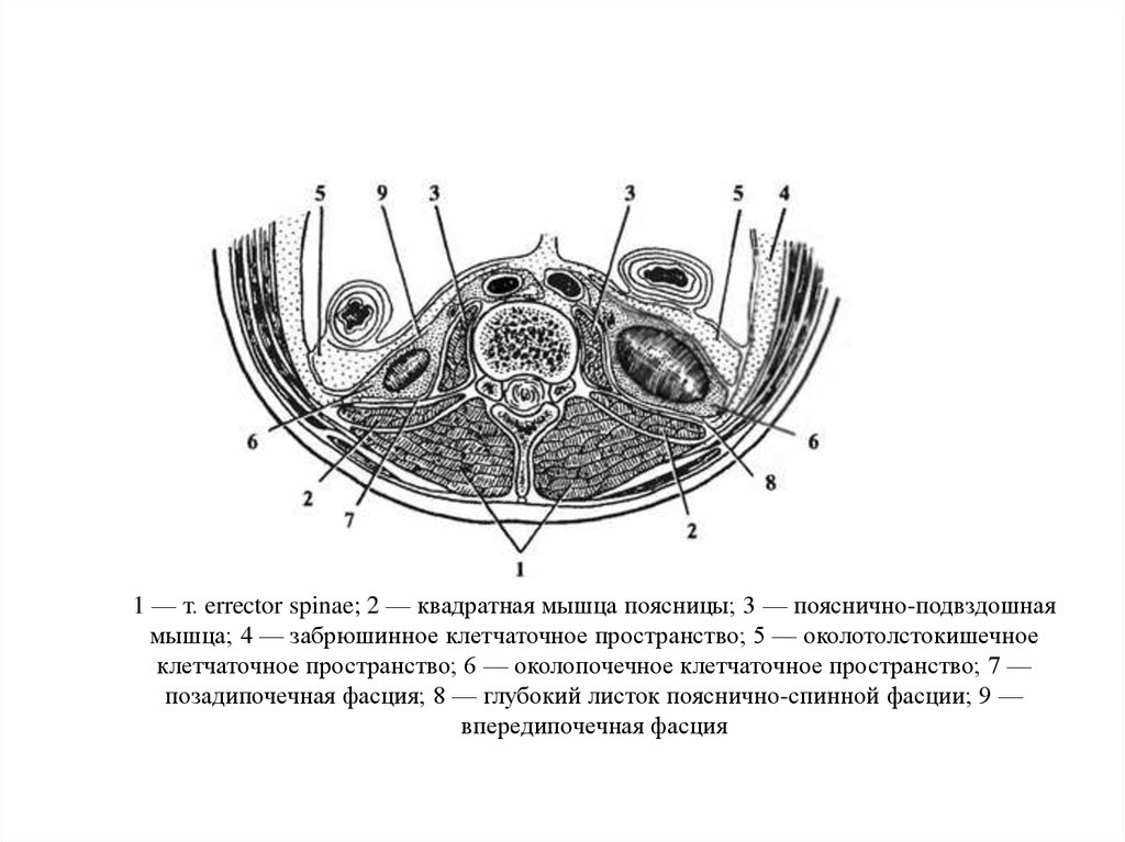 Поперечный разрез через сальниковую сумку схема - 84 фото